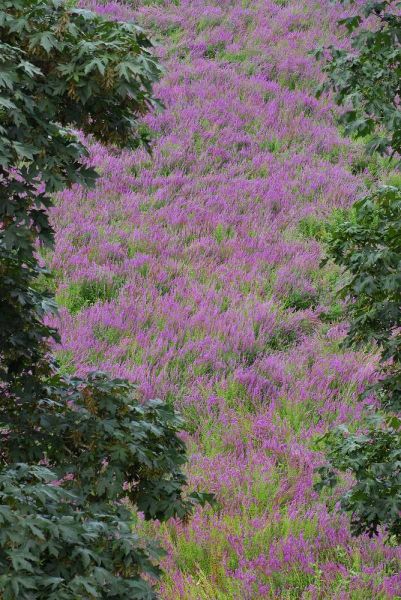 Oregon, Oaks Bottom Purple loosestrife flowers